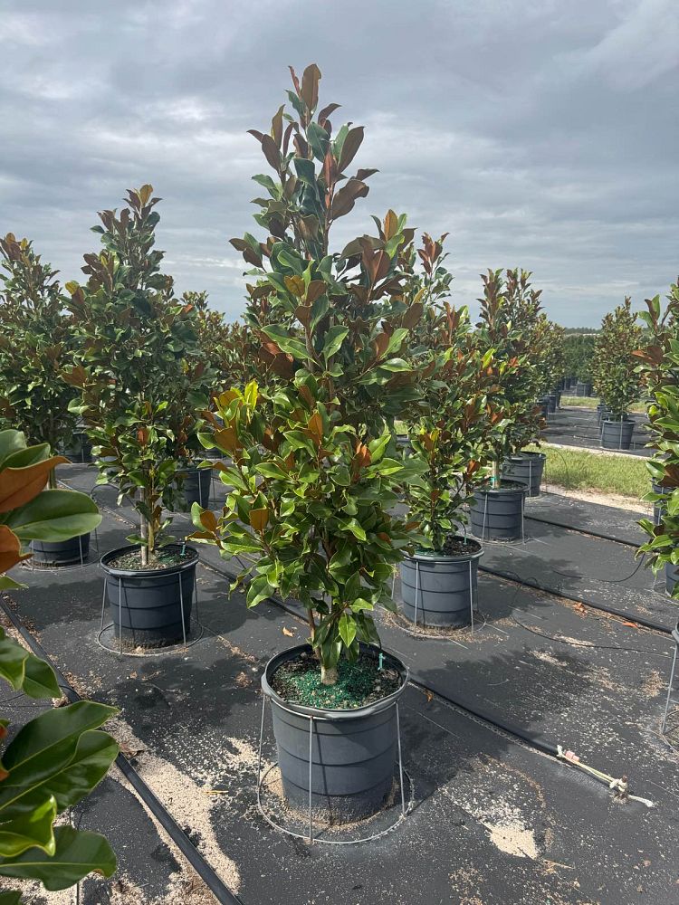 magnolia-grandiflora-bracken-s-brown-beauty-southern-magnolia