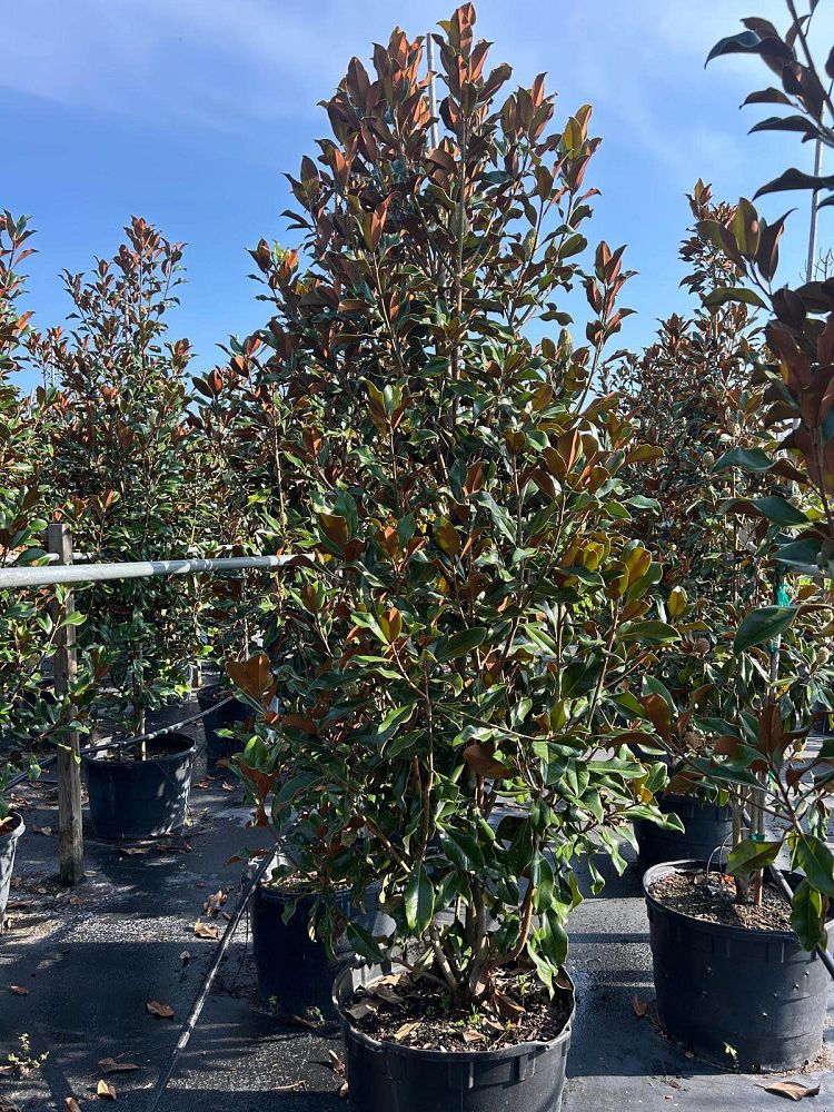 magnolia-grandiflora-bracken-s-brown-beauty-southern-magnolia
