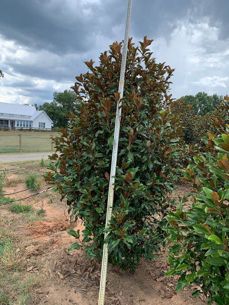 magnolia-grandiflora-bracken-s-brown-beauty-southern-magnolia