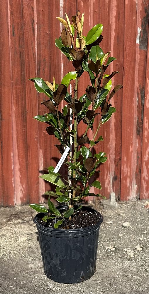 magnolia-grandiflora-bracken-s-brown-beauty-southern-magnolia