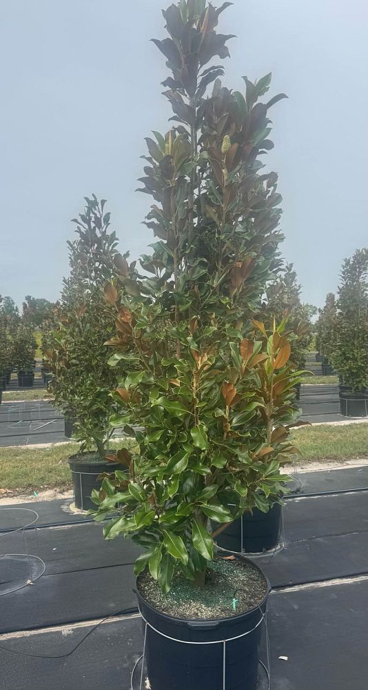 magnolia-grandiflora-bracken-s-brown-beauty-southern-magnolia
