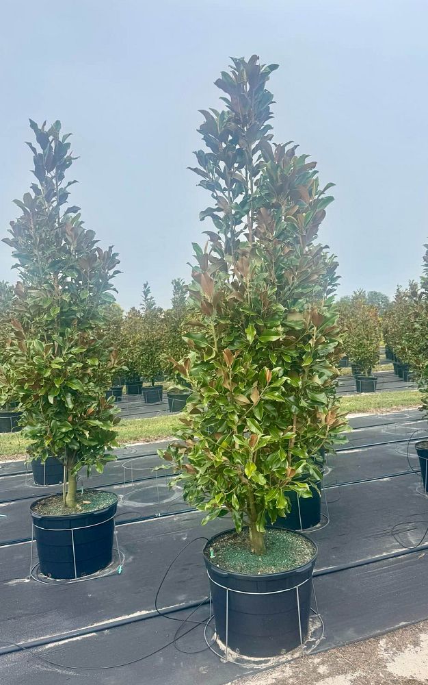 magnolia-grandiflora-bracken-s-brown-beauty-southern-magnolia