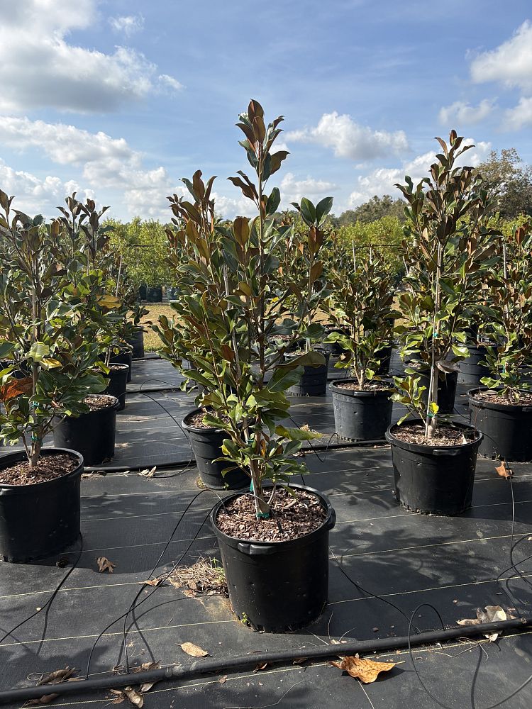 magnolia-grandiflora-bracken-s-brown-beauty-southern-magnolia