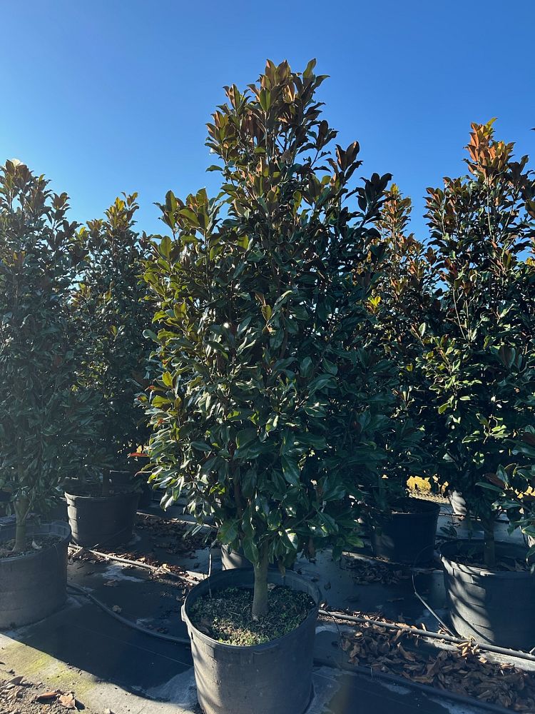 magnolia-grandiflora-bracken-s-brown-beauty-southern-magnolia