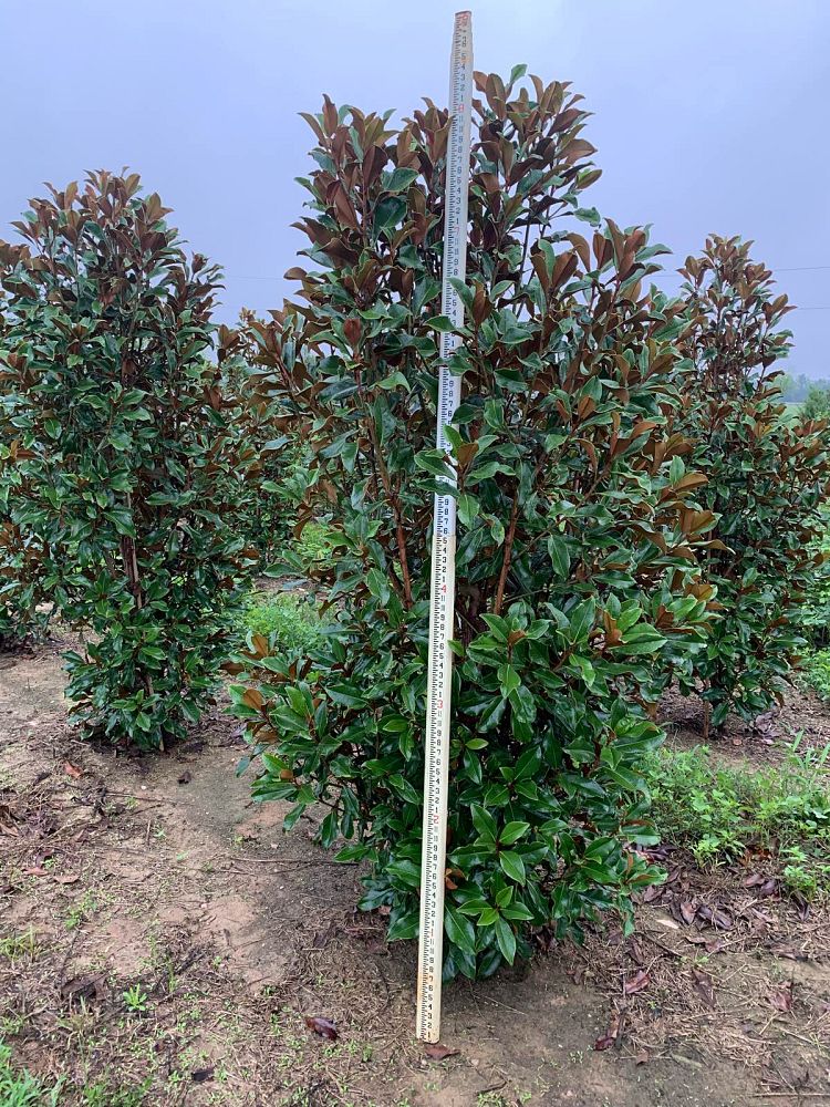 magnolia-grandiflora-bracken-s-brown-beauty-southern-magnolia