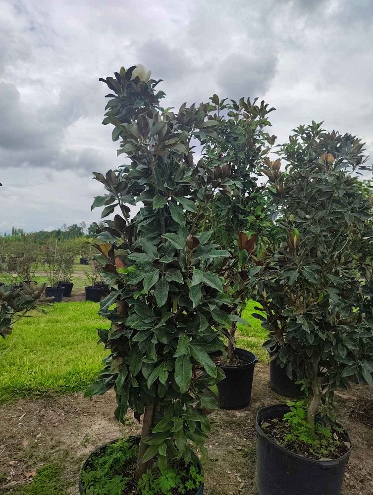 magnolia-grandiflora-bracken-s-brown-beauty-southern-magnolia