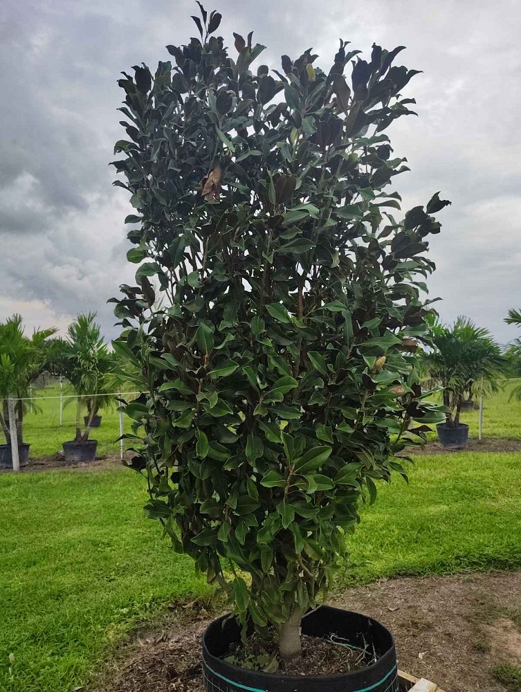 magnolia-grandiflora-bracken-s-brown-beauty-southern-magnolia