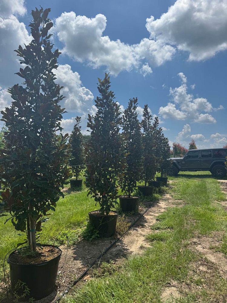 magnolia-grandiflora-bracken-s-brown-beauty-southern-magnolia