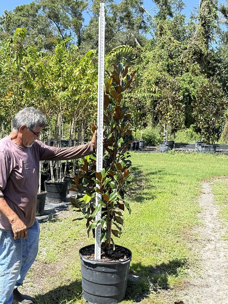 magnolia-grandiflora-bracken-s-brown-beauty-southern-magnolia