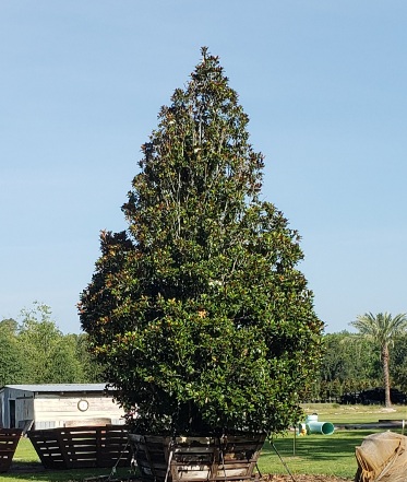 magnolia-grandiflora-bracken-s-brown-beauty-southern-magnolia