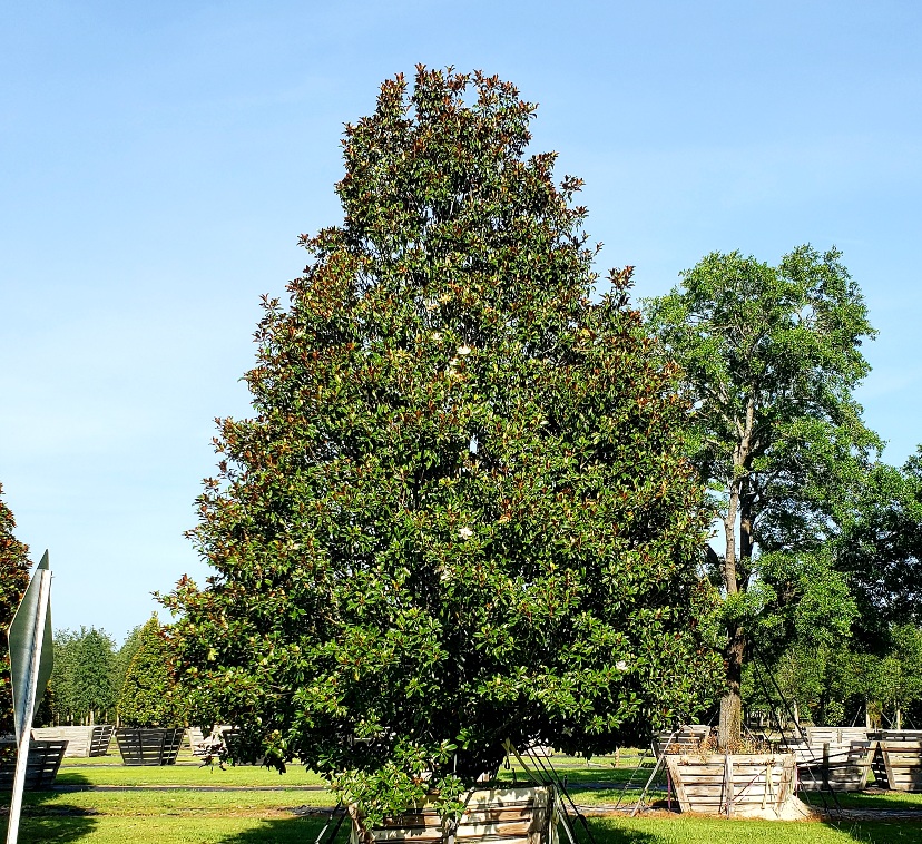 magnolia-grandiflora-bracken-s-brown-beauty-southern-magnolia