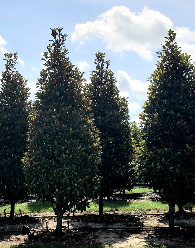 magnolia-grandiflora-bracken-s-brown-beauty-southern-magnolia