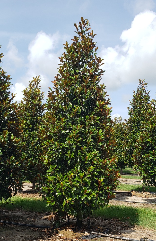 magnolia-grandiflora-bracken-s-brown-beauty-southern-magnolia