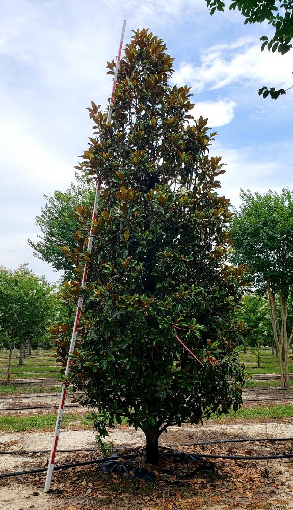 magnolia-grandiflora-bracken-s-brown-beauty-southern-magnolia