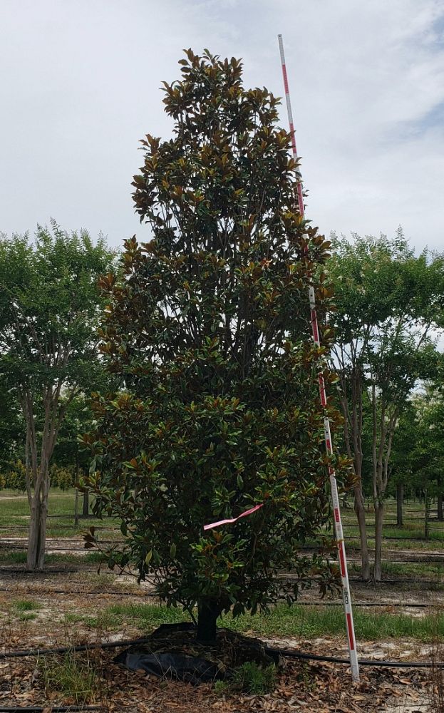 magnolia-grandiflora-bracken-s-brown-beauty-southern-magnolia