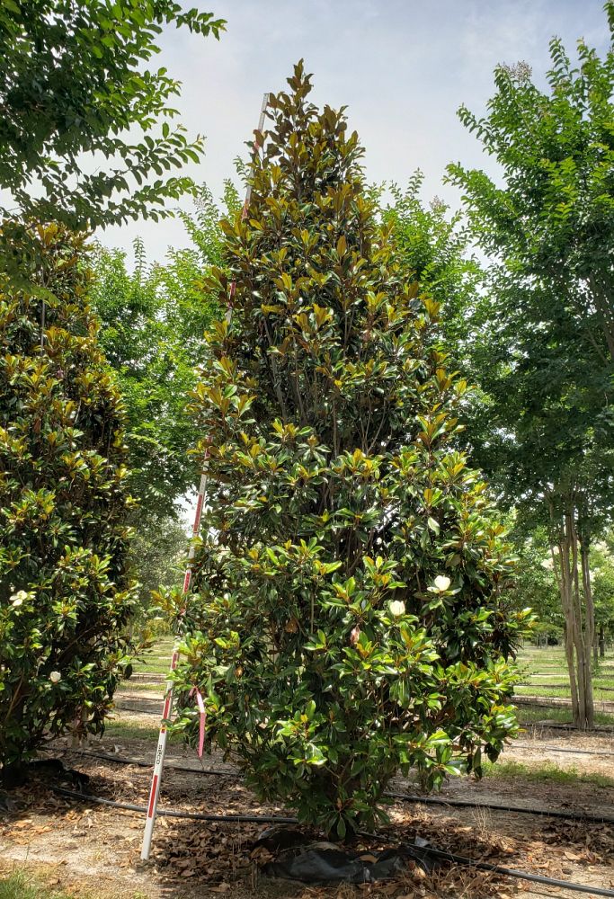 magnolia-grandiflora-bracken-s-brown-beauty-southern-magnolia