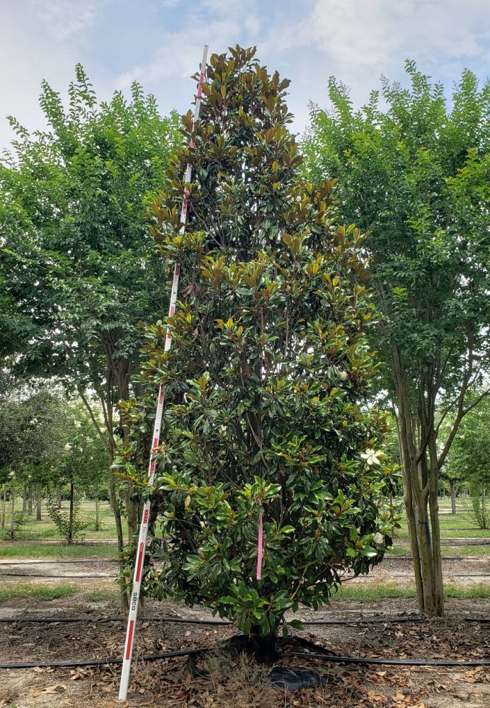 magnolia-grandiflora-bracken-s-brown-beauty-southern-magnolia