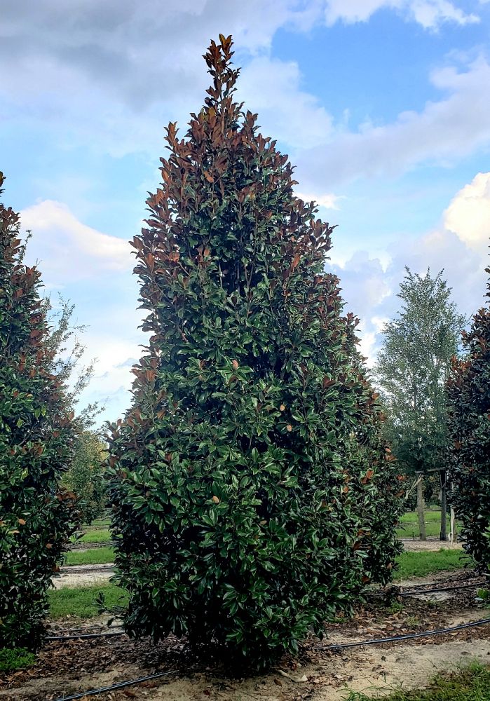 magnolia-grandiflora-bracken-s-brown-beauty-southern-magnolia