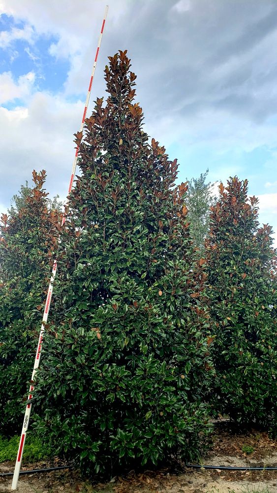 magnolia-grandiflora-bracken-s-brown-beauty-southern-magnolia