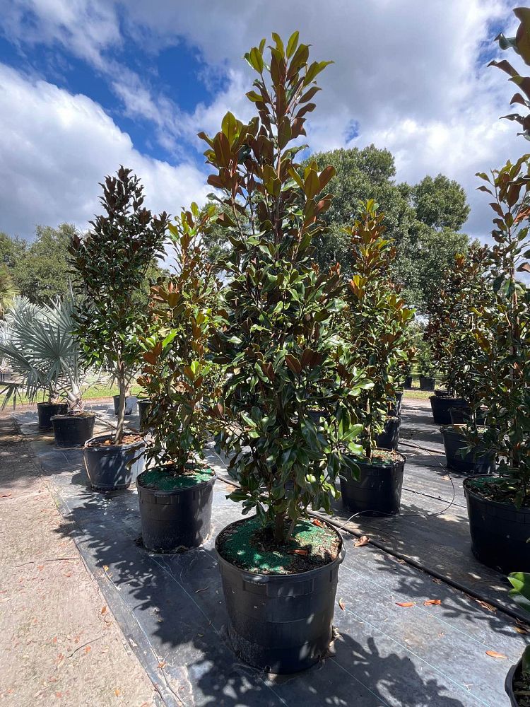 magnolia-grandiflora-bracken-s-brown-beauty-southern-magnolia