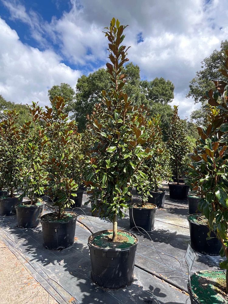 magnolia-grandiflora-bracken-s-brown-beauty-southern-magnolia
