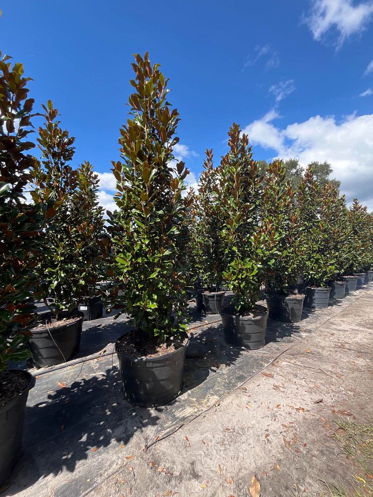 magnolia-grandiflora-bracken-s-brown-beauty-southern-magnolia