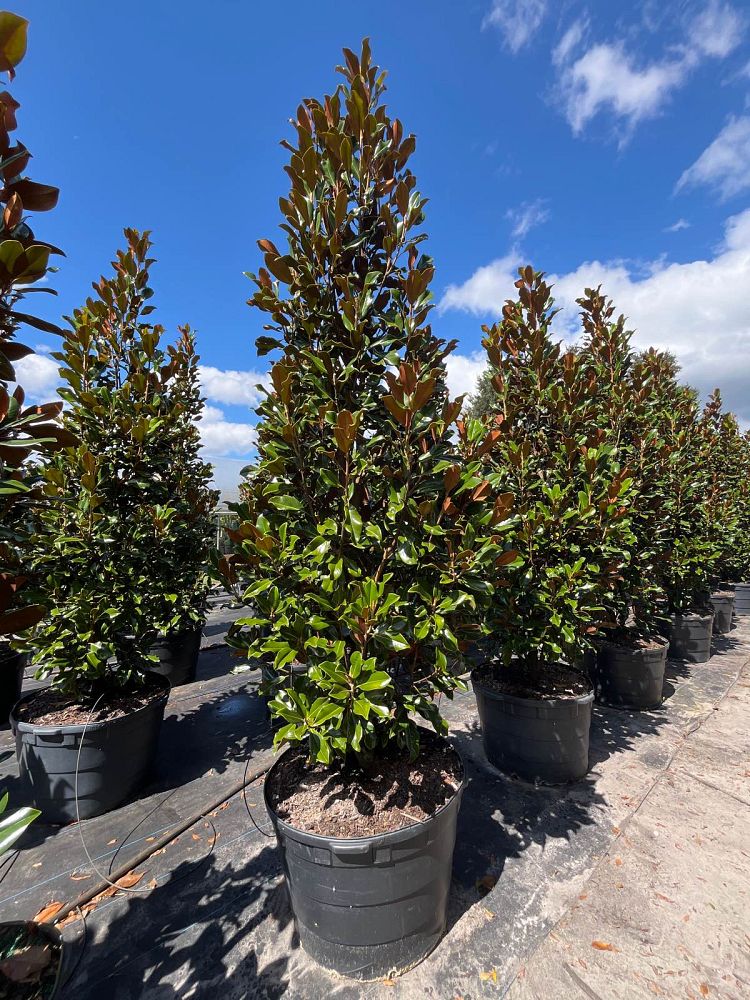 magnolia-grandiflora-bracken-s-brown-beauty-southern-magnolia