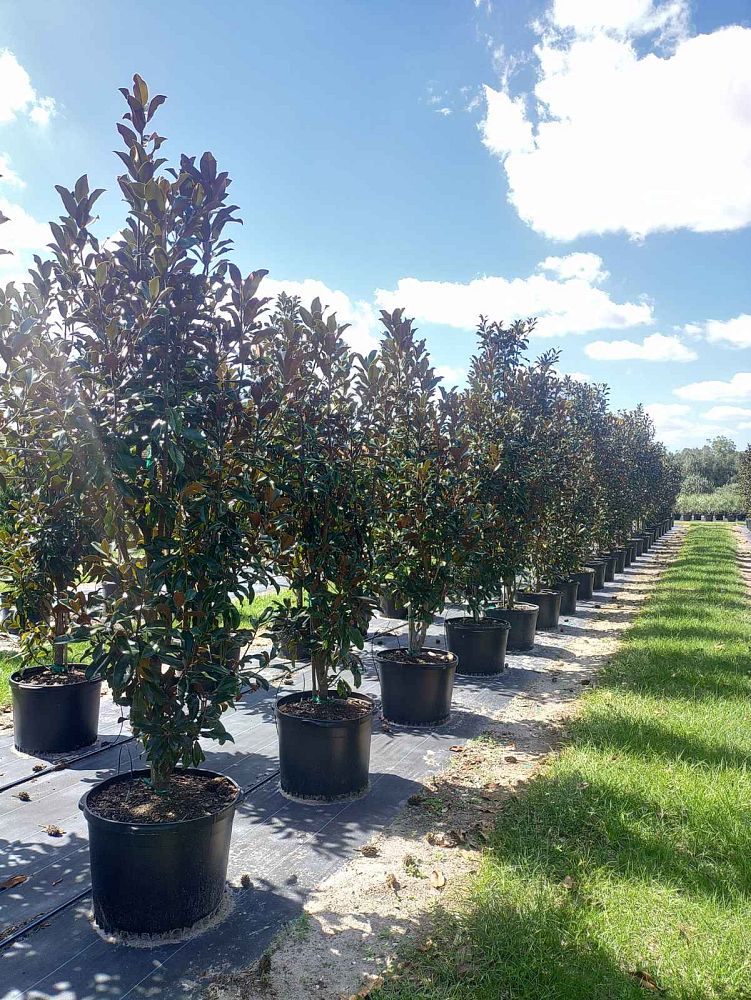 magnolia-grandiflora-bracken-s-brown-beauty-southern-magnolia