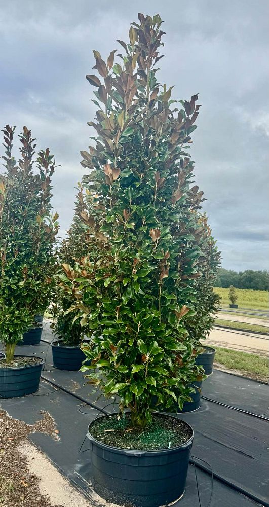 magnolia-grandiflora-bracken-s-brown-beauty-southern-magnolia