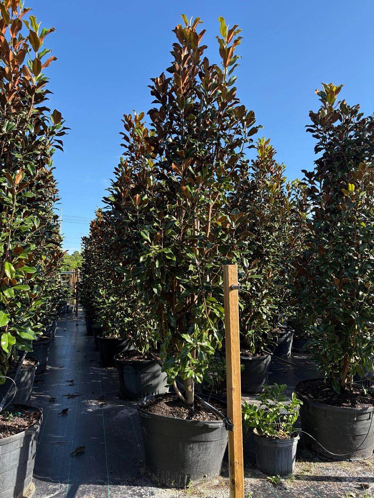 magnolia-grandiflora-bracken-s-brown-beauty-southern-magnolia