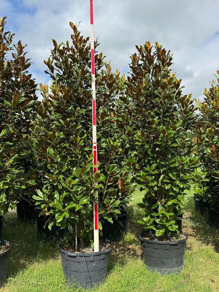 magnolia-grandiflora-bracken-s-brown-beauty-southern-magnolia