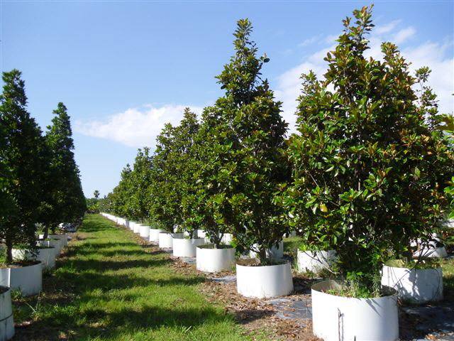 magnolia-grandiflora-claudia-wannamaker-southern-magnolia