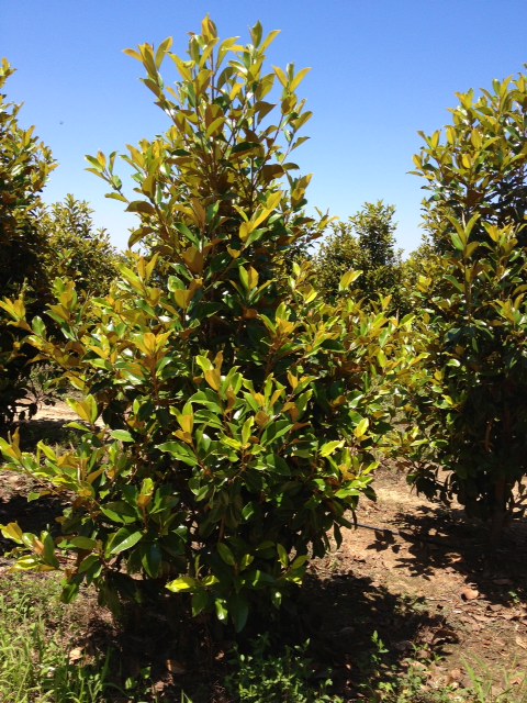 magnolia-grandiflora-claudia-wannamaker-southern-magnolia