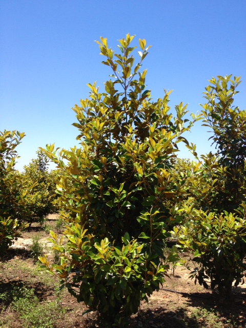 magnolia-grandiflora-claudia-wannamaker-southern-magnolia