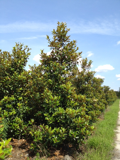 magnolia-grandiflora-claudia-wannamaker-southern-magnolia