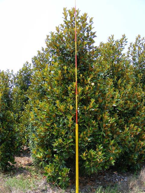 magnolia-grandiflora-claudia-wannamaker-southern-magnolia