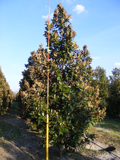 magnolia-grandiflora-claudia-wannamaker-southern-magnolia