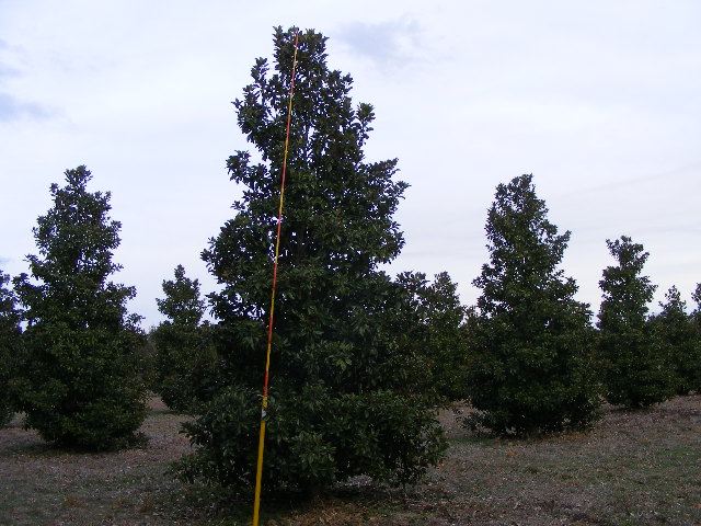magnolia-grandiflora-claudia-wannamaker-southern-magnolia