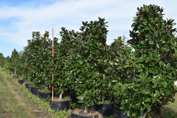 magnolia-grandiflora-claudia-wannamaker-southern-magnolia