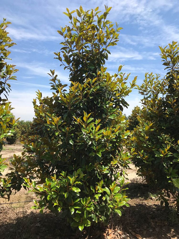 magnolia-grandiflora-claudia-wannamaker-southern-magnolia
