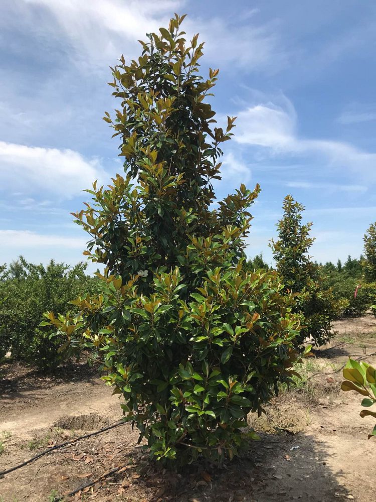 magnolia-grandiflora-claudia-wannamaker-southern-magnolia