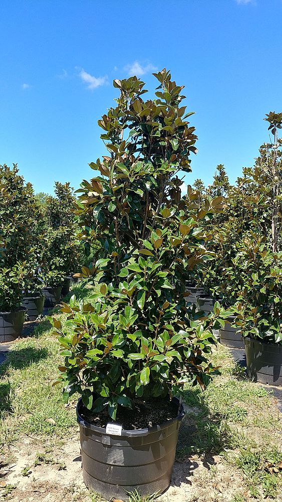 magnolia-grandiflora-claudia-wannamaker-southern-magnolia