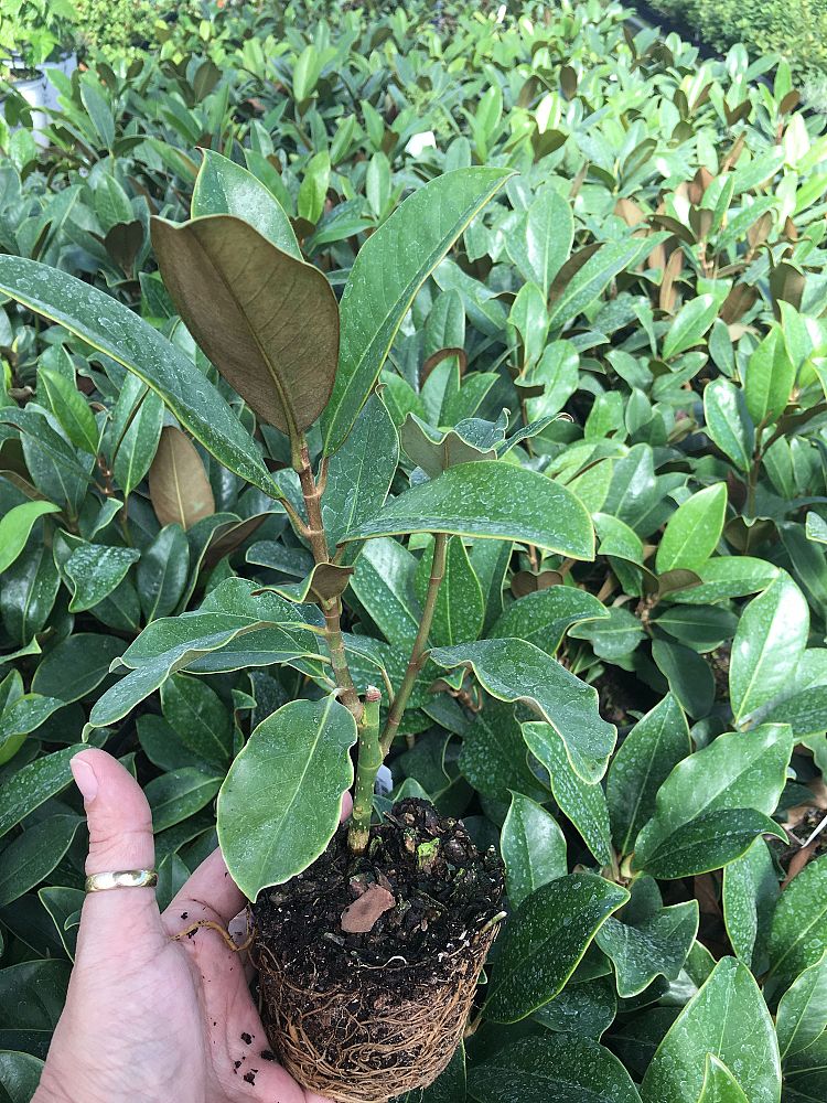 magnolia-grandiflora-claudia-wannamaker-southern-magnolia