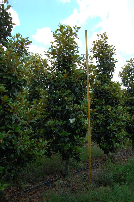 magnolia-grandiflora-claudia-wannamaker-southern-magnolia