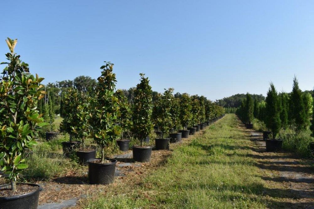 magnolia-grandiflora-claudia-wannamaker-southern-magnolia