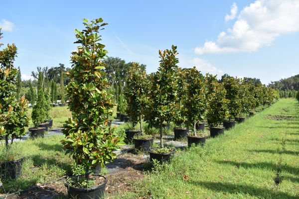 magnolia-grandiflora-claudia-wannamaker-southern-magnolia