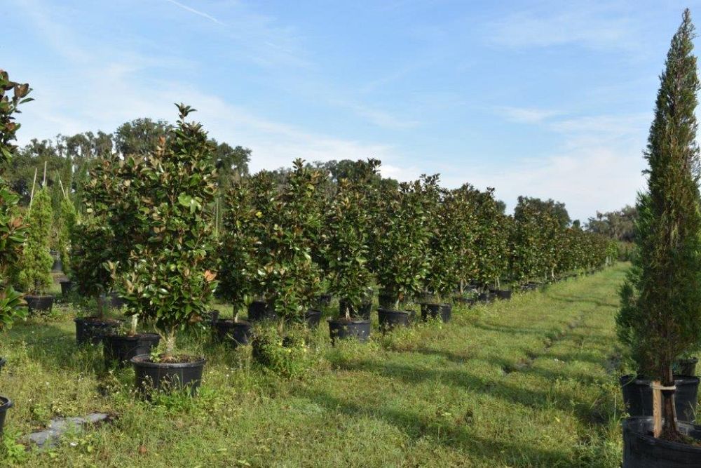 magnolia-grandiflora-claudia-wannamaker-southern-magnolia