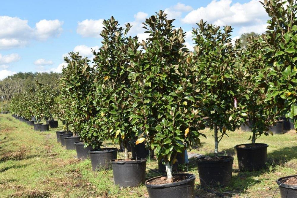magnolia-grandiflora-claudia-wannamaker-southern-magnolia