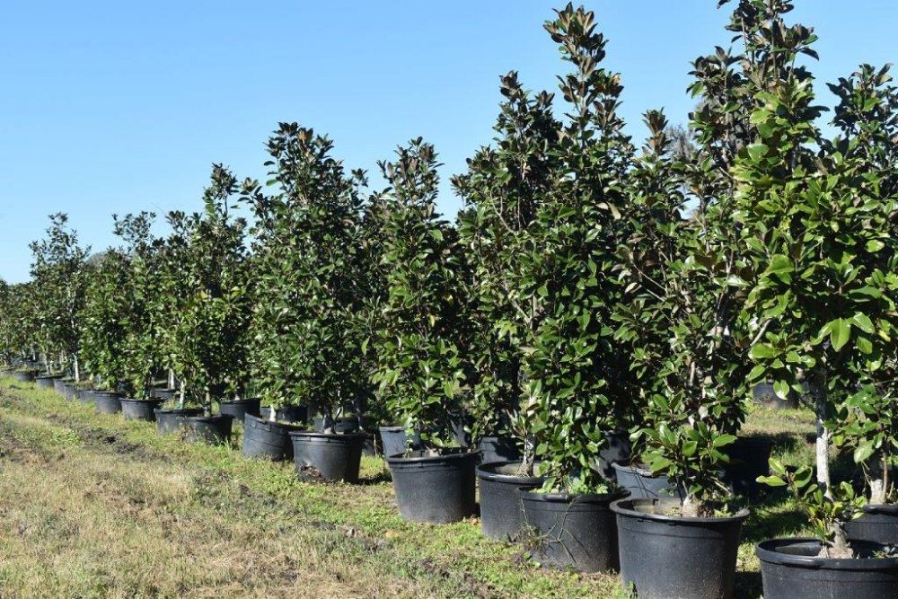 magnolia-grandiflora-claudia-wannamaker-southern-magnolia