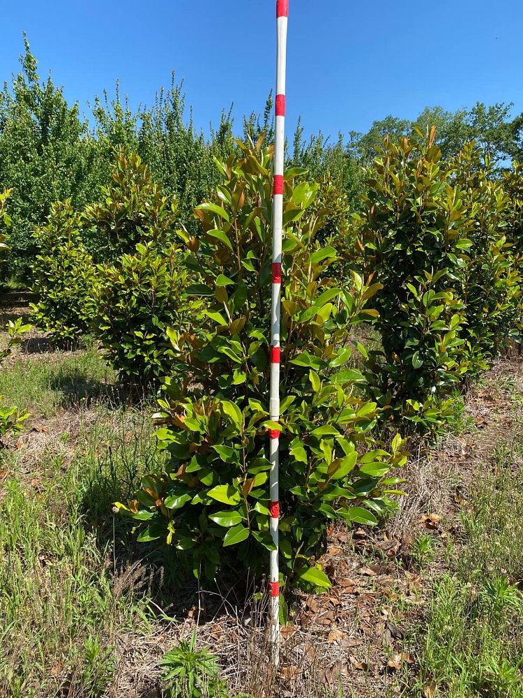 magnolia-grandiflora-claudia-wannamaker-southern-magnolia